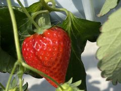 {u1984̃qt@[ւ̓eʐ^1