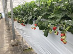 ��������[����̂Ȃ�x���[�t�@�[���ւ̓��e�ʐ^1