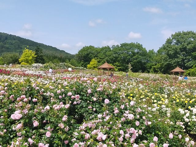  Ԃ̐X_̉Ԕ@Ԃ̐XiAӏ܁j