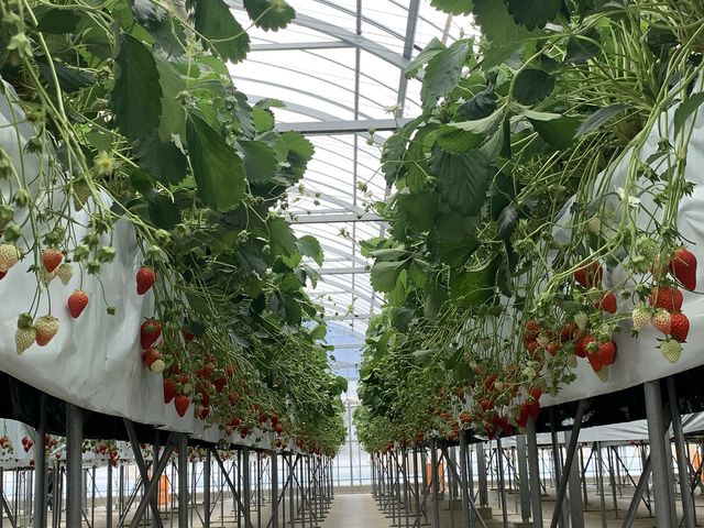 �܂��܂��������񂠂�܂���_�������̗��@�������_��