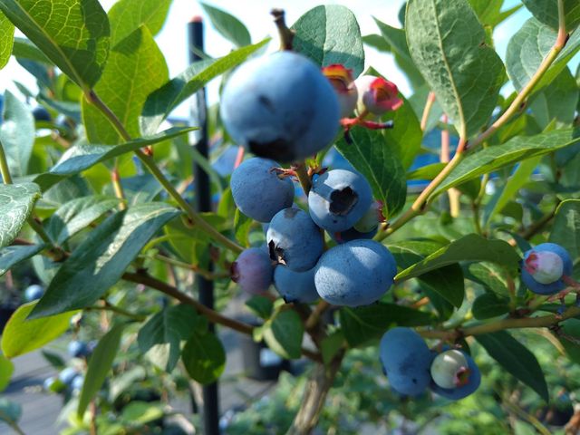 ���n�����u���x���[�̎�_�x���u���[�x���[�t�@�[��  mokki