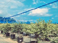 񂿂񂳂̕xu[x[t@[  mokkiւ̓eʐ^1