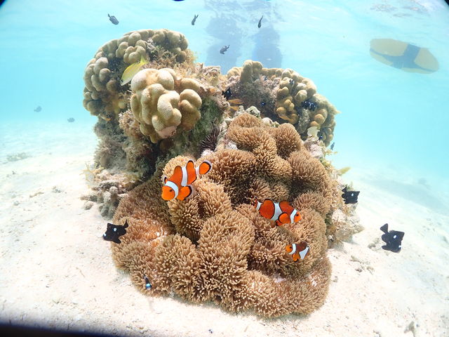 �r�[�`�G���g���[�ł����Ȃ葽���̋����j���ł��܂����I_CHAMP TOUR �{�Ó�