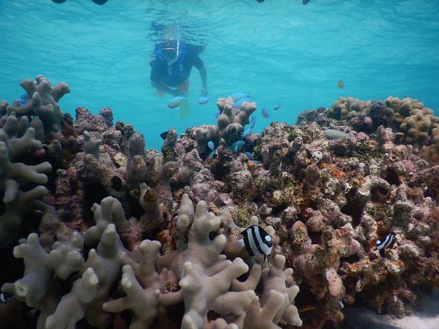 ���킢����������_SEA ENJOY