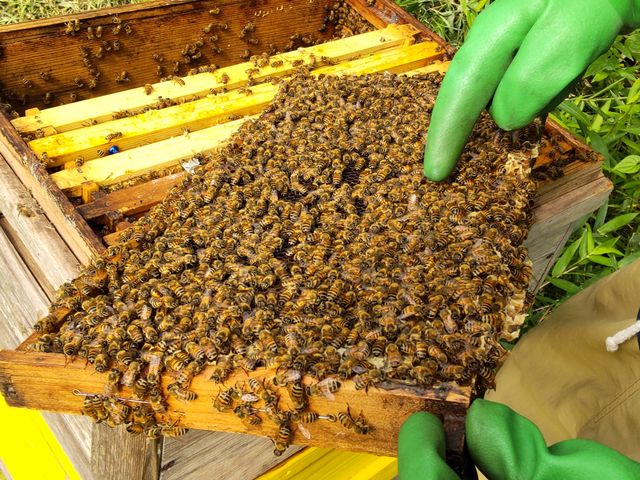 �����łЂ��߂������~�c�o�`�����B_berich�{�I��@�O�g�R