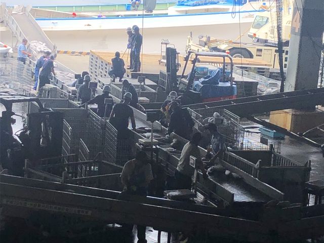 �J�c�I���g���̗l�q_�C����s���s��