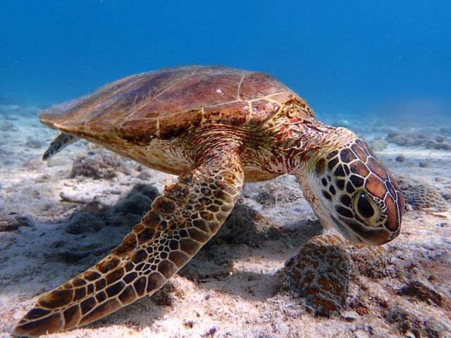 ���ߋ����̃E�~�K��_PolePolemarine385