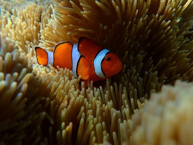 �z�X�����j��_PolePolemarine385