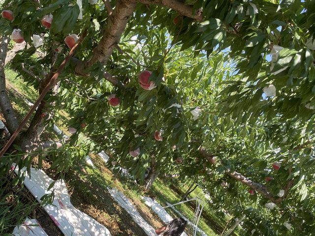 ������R�Ȃ��Ă��܂����B
���͑��тł��B_�É��b�ʉ�