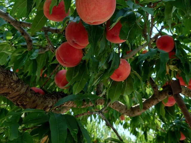 ���h�ȑ傫�ȓ��I_�v�ۓc�_��