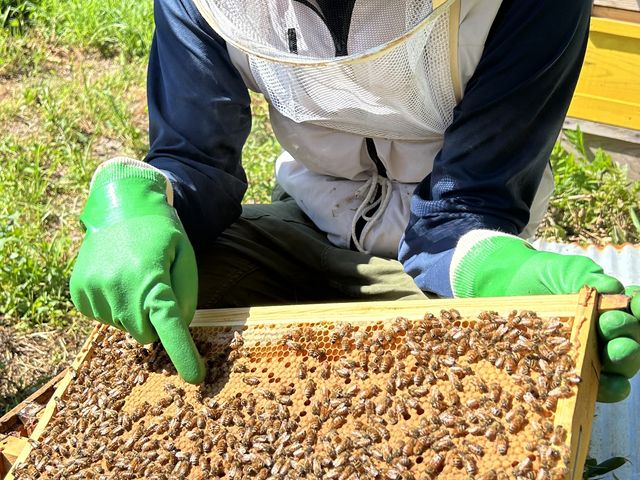 �����I�A�Y�n�`��T���Ă܂�_berich�{�I��@�O�g�R