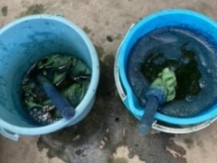 �����݂�����̃A�O���̐X�ւ̓��e�ʐ^1