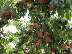 jzx100334532̐ԉւ̓eʐ^1