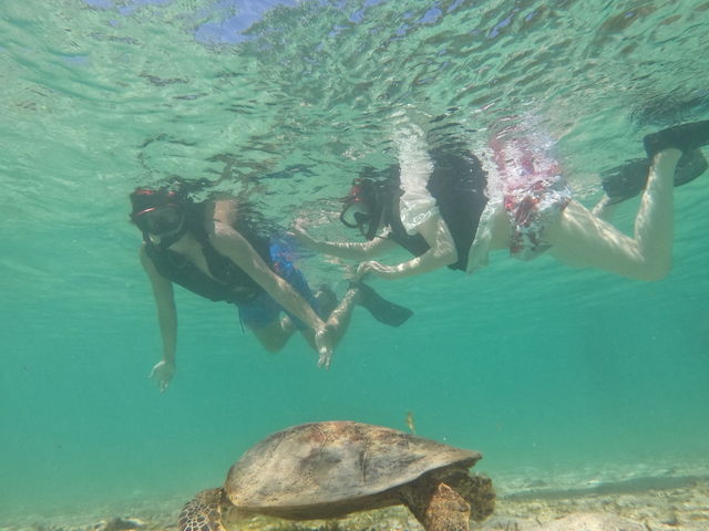 ���킢������C�T��������ߋ����Ŋώ@�ł��܂����I_���񂴂ɂ{�Ó�