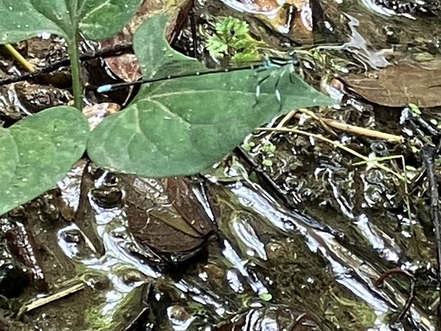 �g���{_���ꂢ��Ђ邸