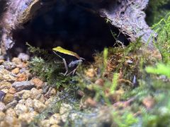 rukaKawazoo ̊^JGقւ̓eʐ^1