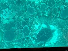 񂳂̐약}T[rXւ̓eʐ^1