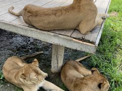 �ӂ�����񂳂�̓ߐ{�T�t�@���p�[�N�ւ̓��e�ʐ^1