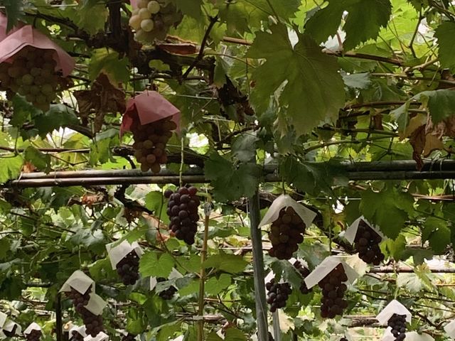 ��������Ȃ��Ă��܂�_�[���̋u�ό��_��(�����s�ό��Ԃǂ��Z���^�[�����x��)