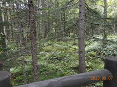 �_�̎q�r�̎ʐ^1