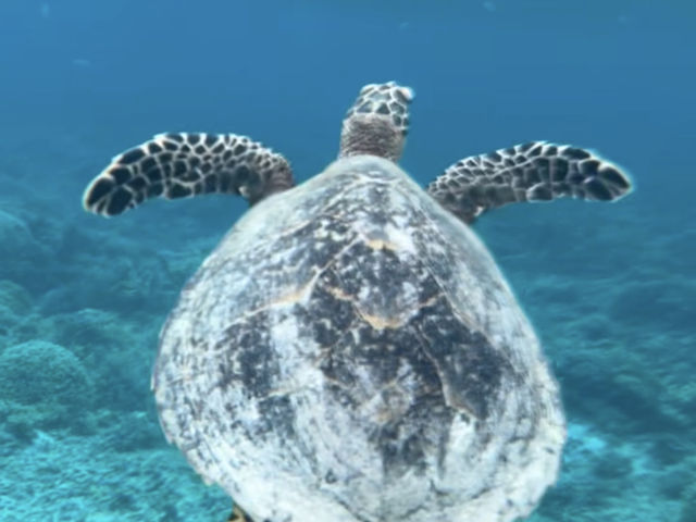 �X�^�b�t����̑f�G�Ȑڋq��
�F�X�ȊC�̐������ɂӂ�邱�Ƃ��ł��܂����I
_���܂݃}�����A�N�e�B�r�e�B-����-