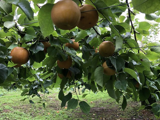 �s�������͐V�����ł���_�t���[�c�p�[�N�z��