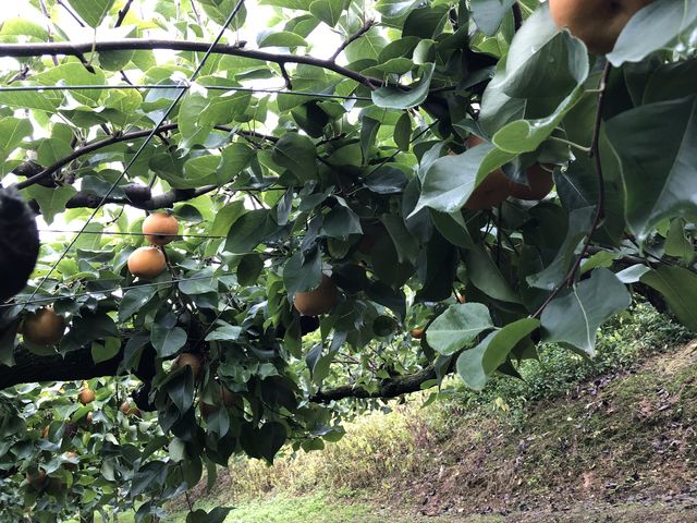 �����I�ɂ͂�����ƒx����������_�t���[�c�p�[�N�z��