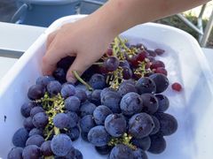 �א��̓m�̎ʐ^1