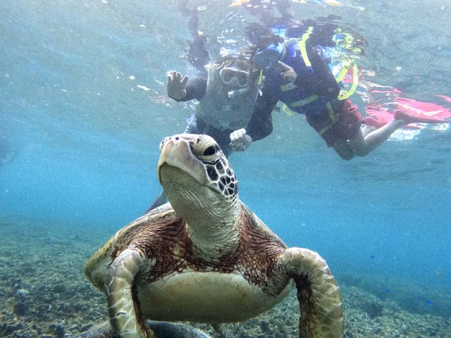 カメの家族かな?3匹でご飯食べてました_imtida宮古島