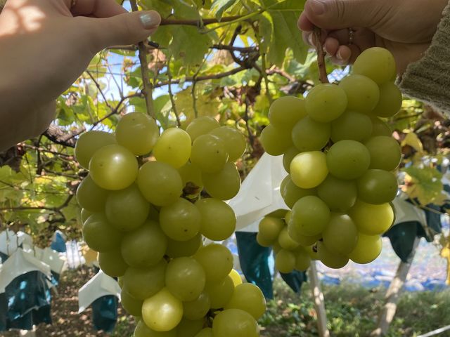 傫VC}XJbgIH׍̂̋Ă܂I_Mό