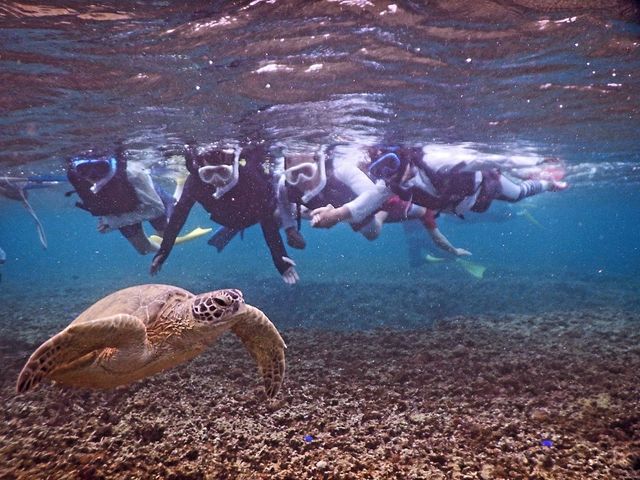 ���ɂ܂Ō����C�T�ɑ����I_SEA ENJOY