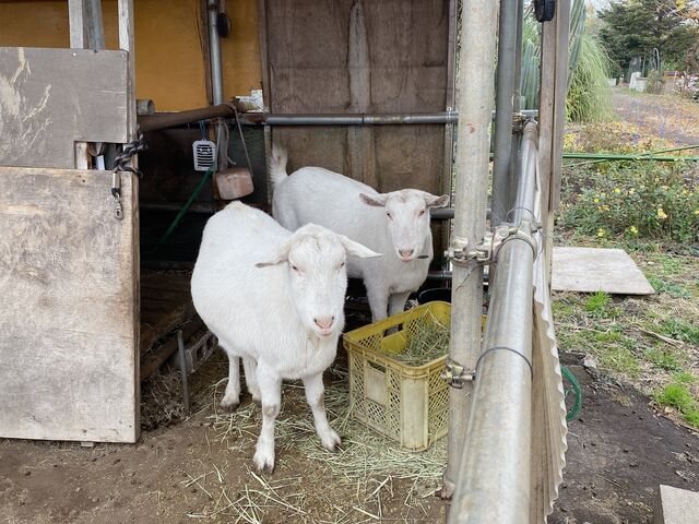 ���킢���R�r��������܂���_���i�̋u