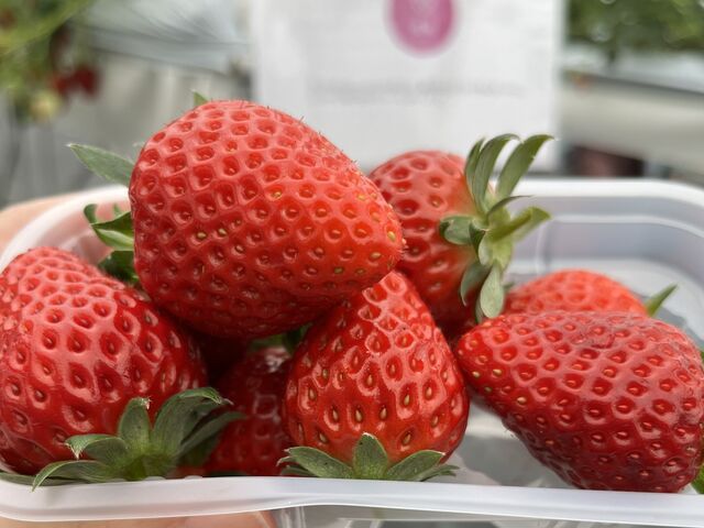 イチゴ狩り_ロックファーム京都(あざといちごハウス)