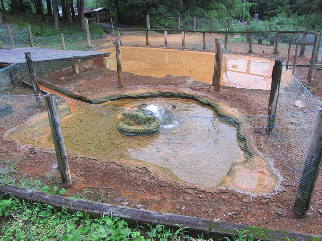 �Ԍ��򂪕����o���O_�ؕ��J�Ԍ���