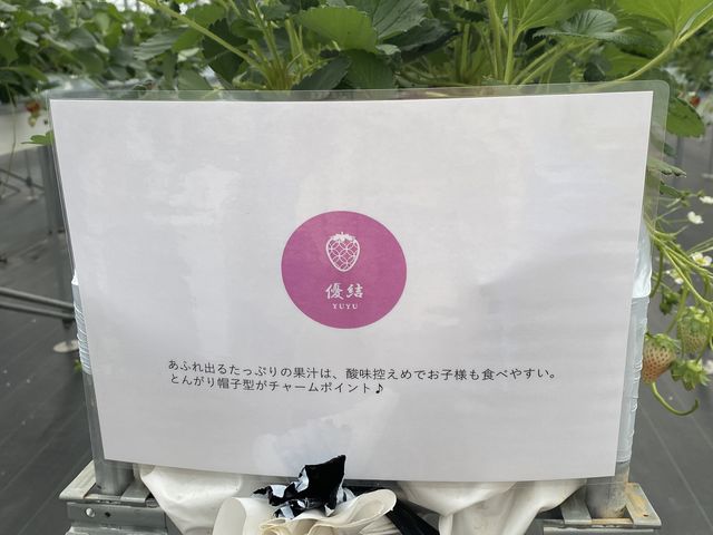 子供が食べやすい!_ロックファーム京都(あざといちごハウス)