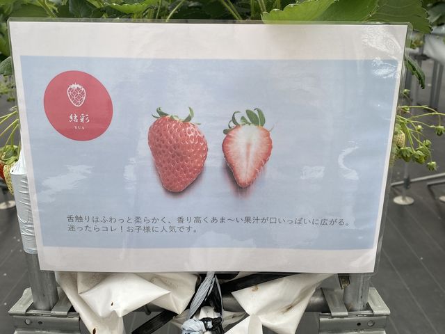 2番目に好きでした_ロックファーム京都(あざといちごハウス)