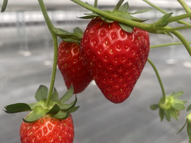 綺麗な赤色_ロックファーム京都(あざといちごハウス)