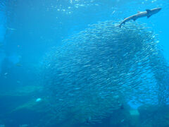 񂳂̐䂤݂̓mقւ̓eʐ^1