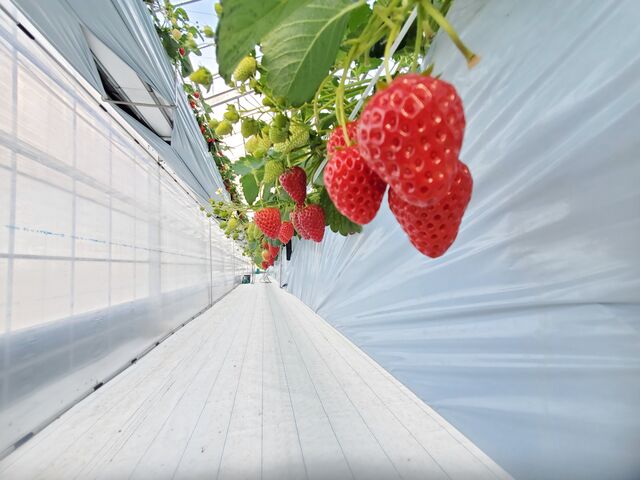 �L���n�E�X�ɂ�����_�t�@�[������� �É͓X