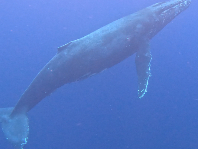 �����߃T�C�Y�̃N�W������_Y'S DIVE OKINAWA