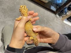 R�����MOFiiNA�ւ̓��e�ʐ^1