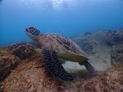 ̃_CrOVbv@lCeBuV[ւ̓eʐ^1