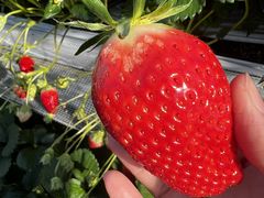 P-carol̋Rx[hւ̓eʐ^1