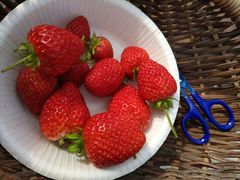 totoronomamaichigos Yokohama-C`SXlւ̓eʐ^2