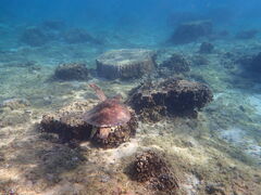 邶낳̃V[gx[ւ̓eʐ^1