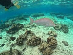 ؘ@̐̓AJiT_CrOւ̓eʐ^1