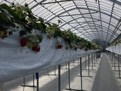 strawberry farm ܂ƍH[ւ̓eʐ^1