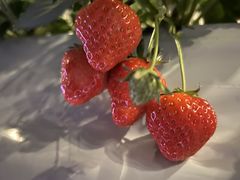 ܂݂񂳂̃ImEG_`Strawberry Farm gRubyh`ւ̓eʐ^1