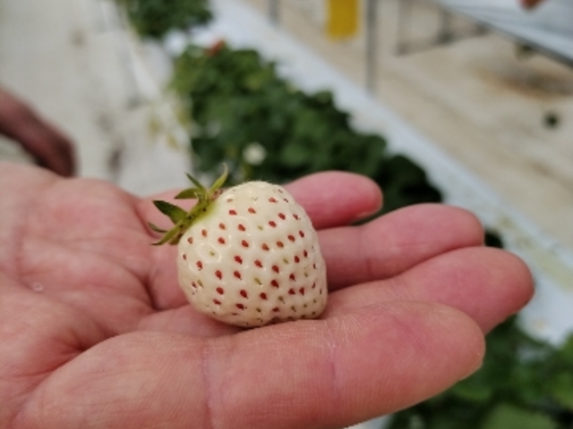 ���ꂪ�����v���ɂ͐H�ׂ���̔����C�`�S�B_���ЗY�_��