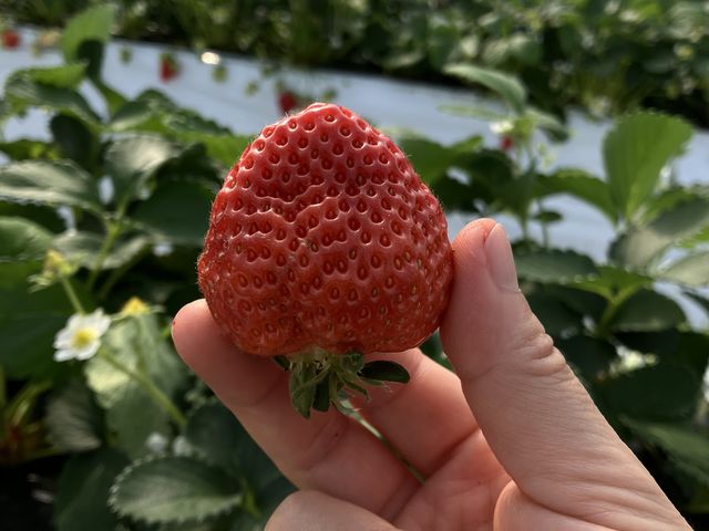 �݂��݂������Ĕ������������ł��B_���c�t�@�[���@�x���[��